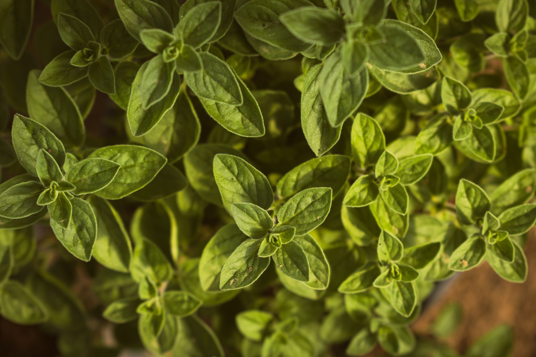 Mastering Continuous Tender Leaf Harvests from Oregano: Strategic Pinching, Pruning, and Feeding to Prevent Woodiness and Early Bolting