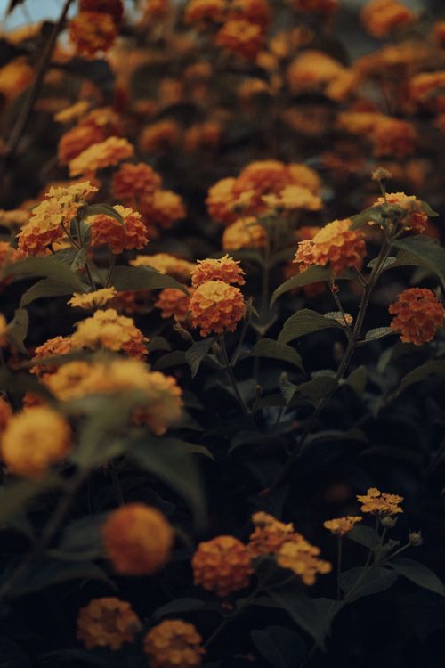 Free Close-up of lush yellow lantana flowers, showcasing nature's vibrant beauty in a summer garden. Stock Photo