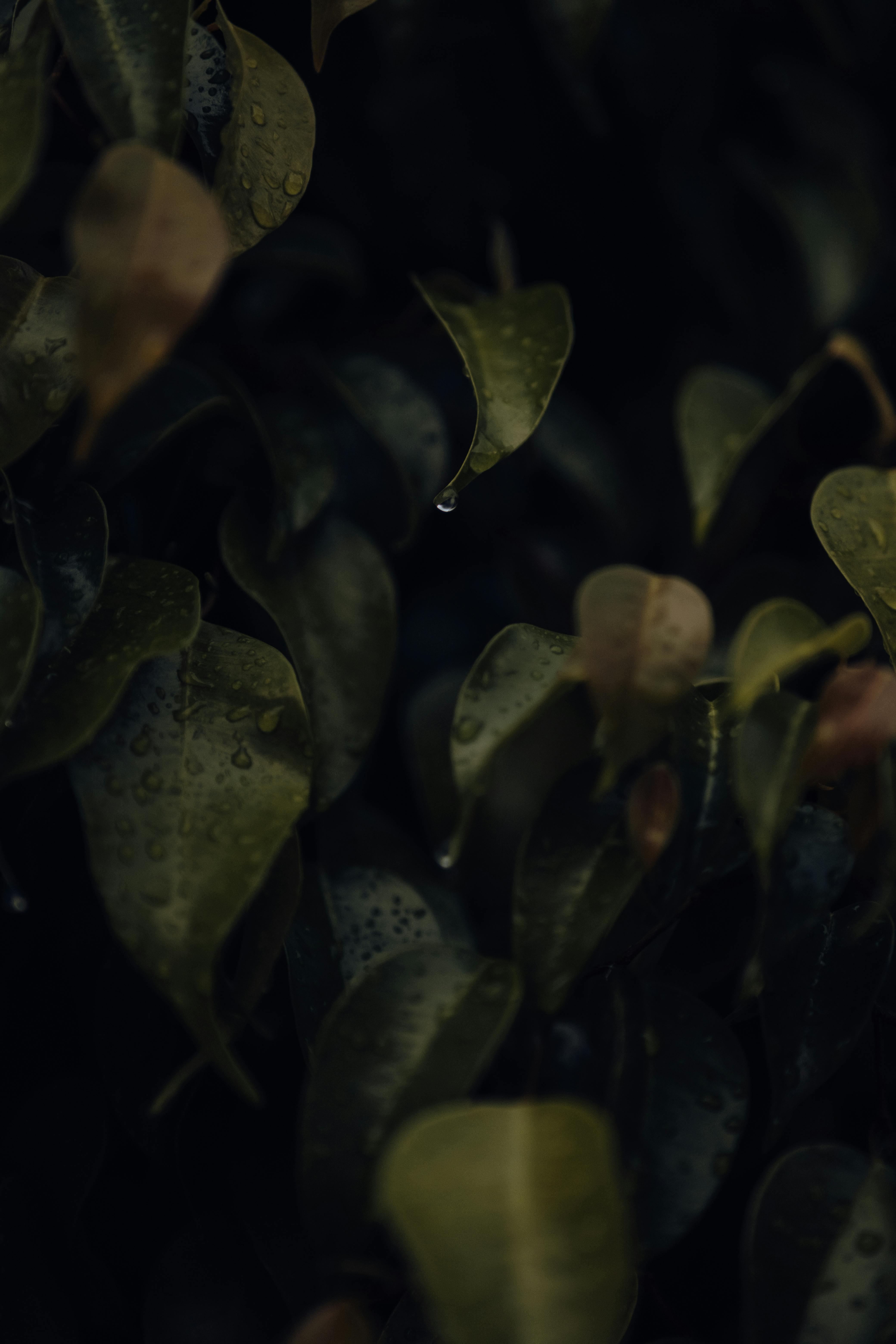 Ingyenes stockfotó békés, biofília, borús témában Stockfotó