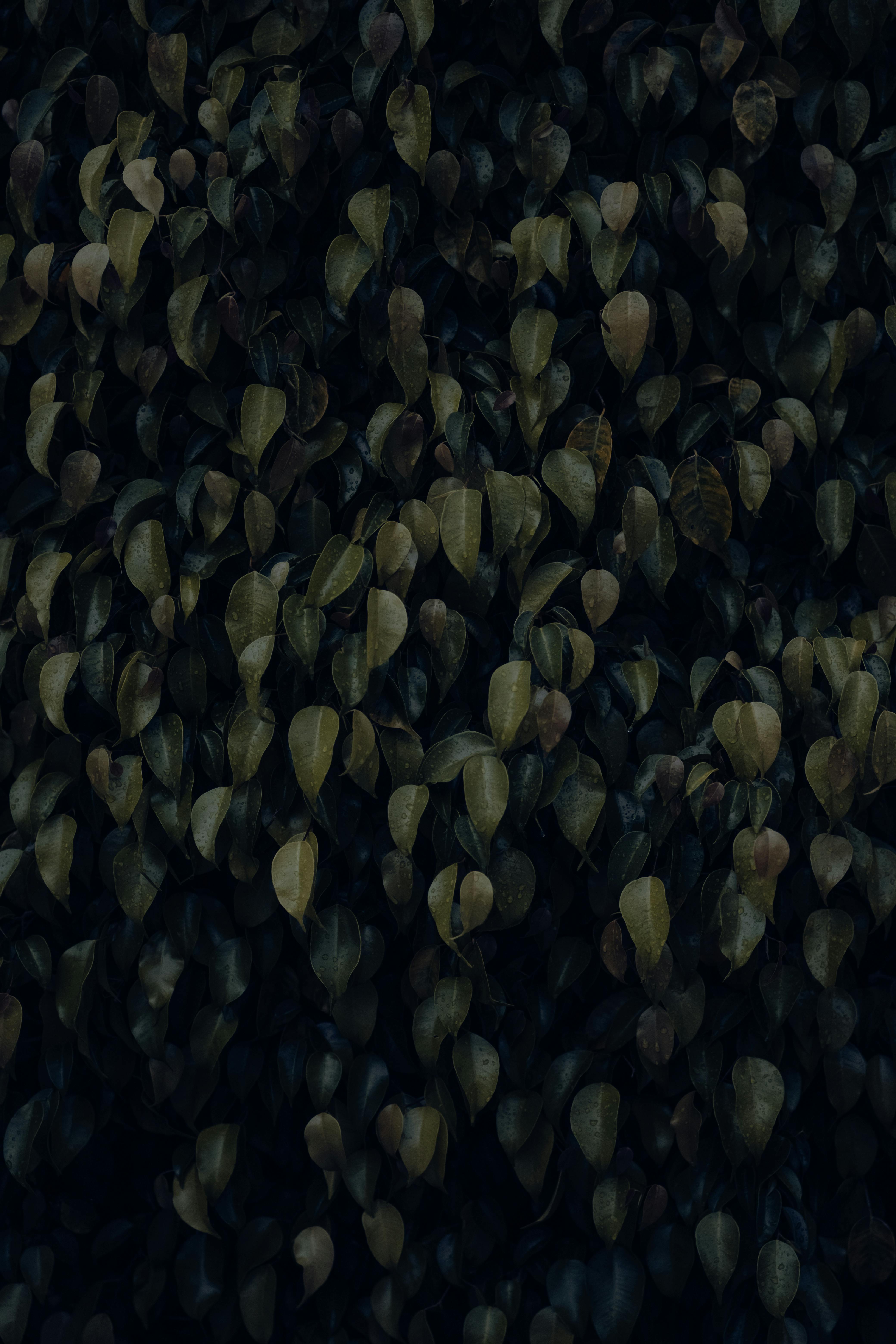 Ücretsiz açık hava, arka plan, Bahçe içeren Ücretsiz stok fotoğraf Stok Fotoğraflar