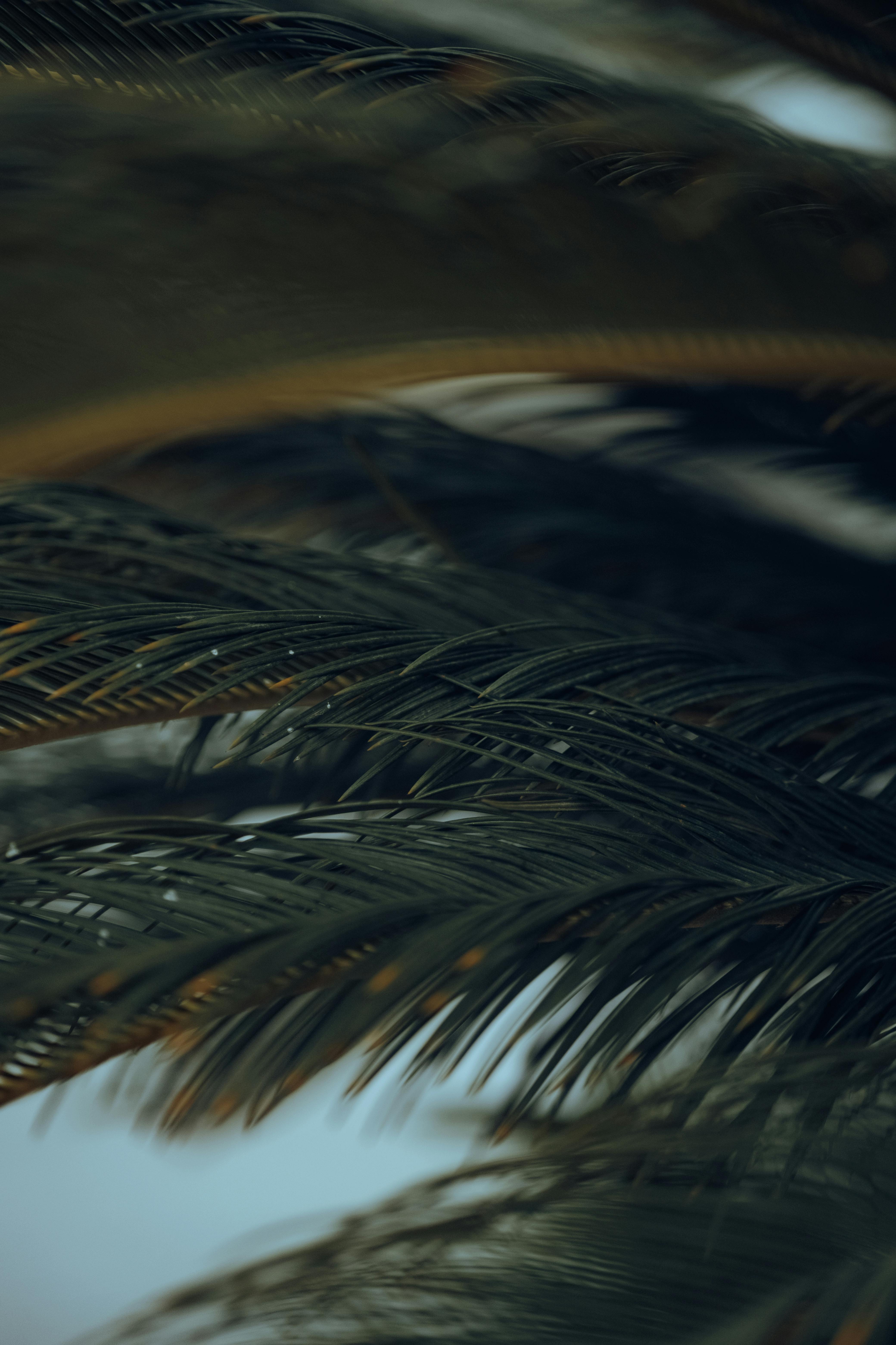 Gratuit Imagine de stoc gratuită din a închide, abstracte natura, amănunțit Fotografie de stoc