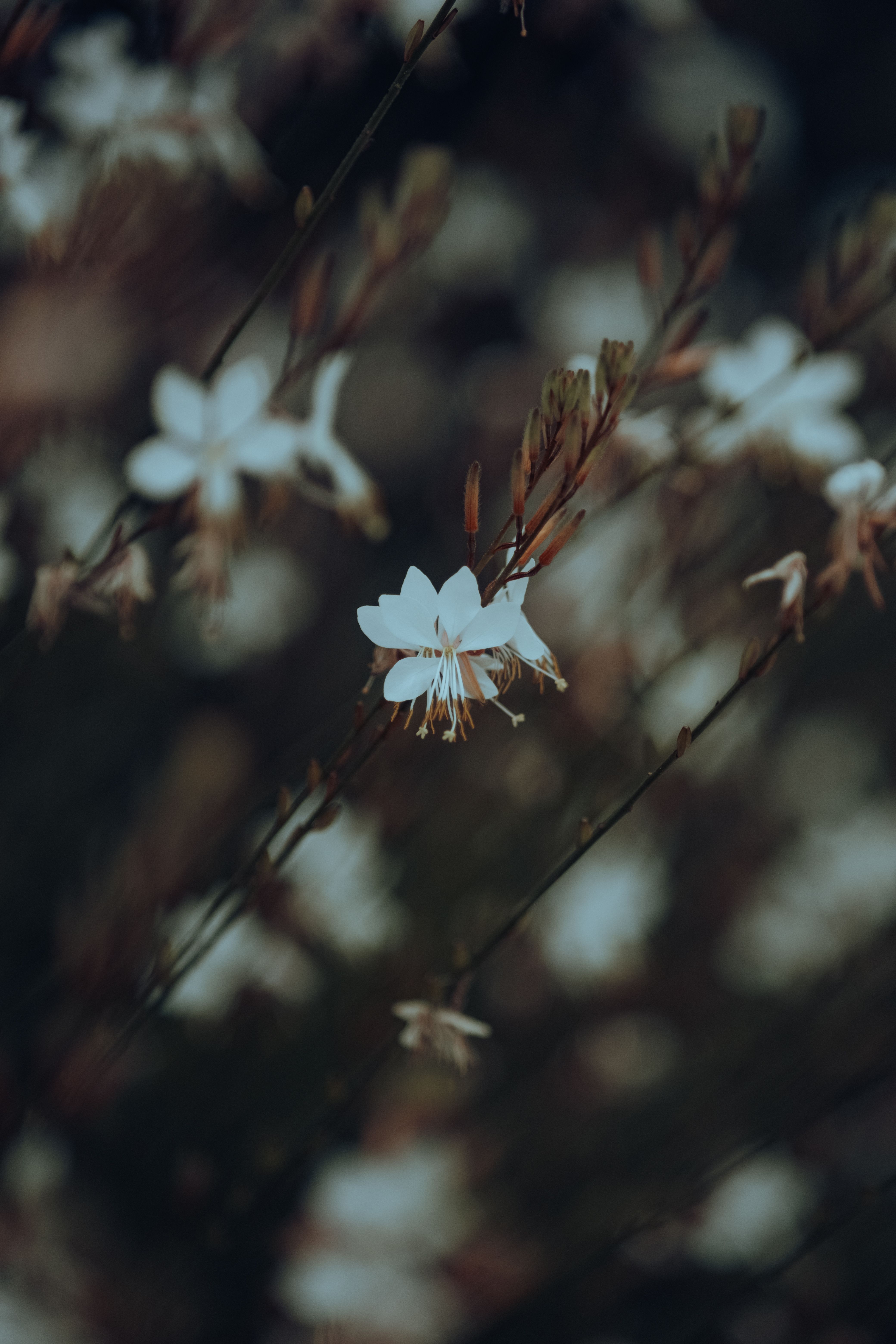 Close up of White Flower · Free Stock Photo