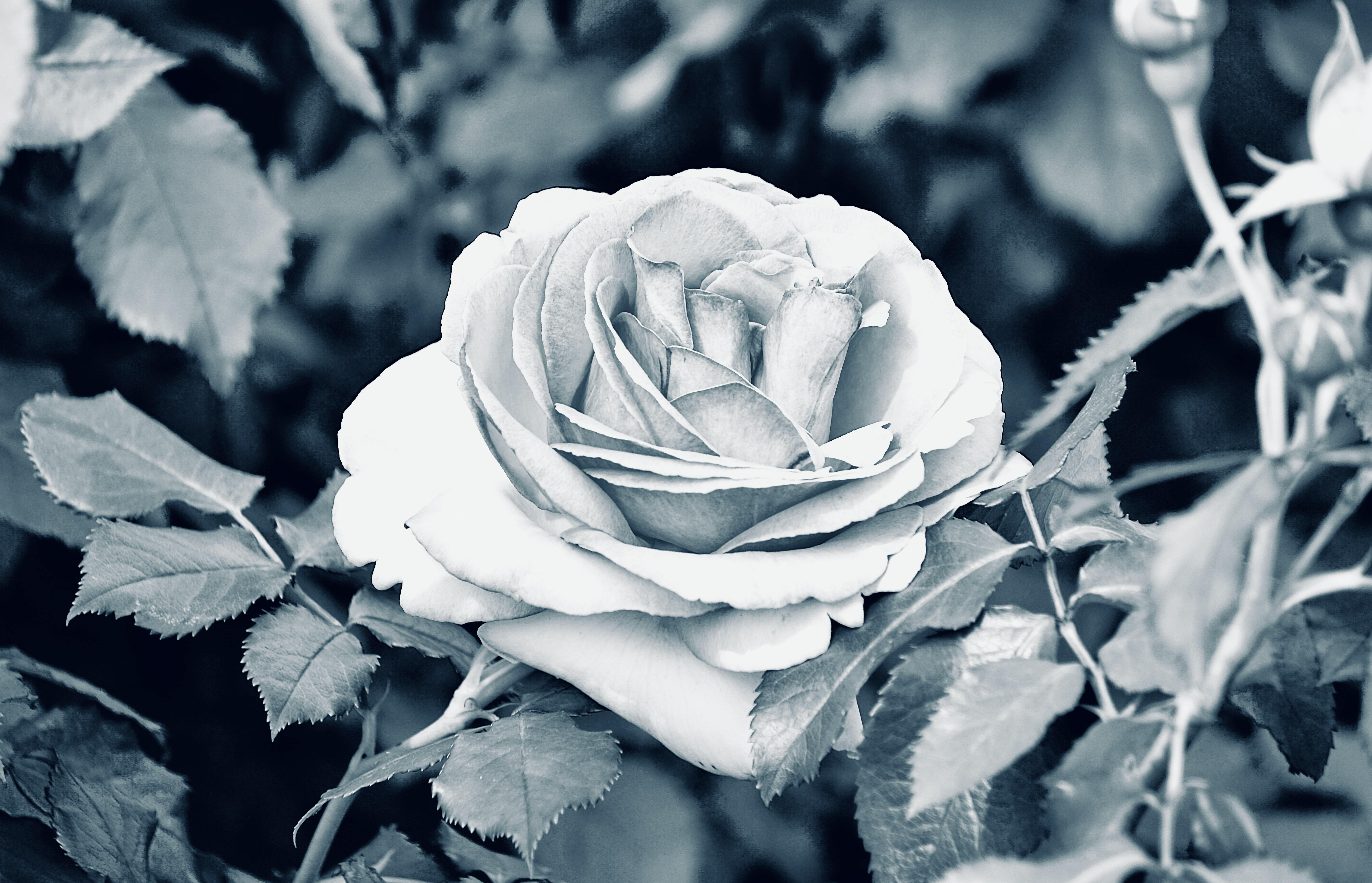 Black Rose Garden Photos, Download The BEST Free Black Rose Garden