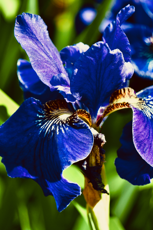 Free A stunning close-up of a vibrant blue Siberian iris in full bloom with detailed petals. Stock Photo