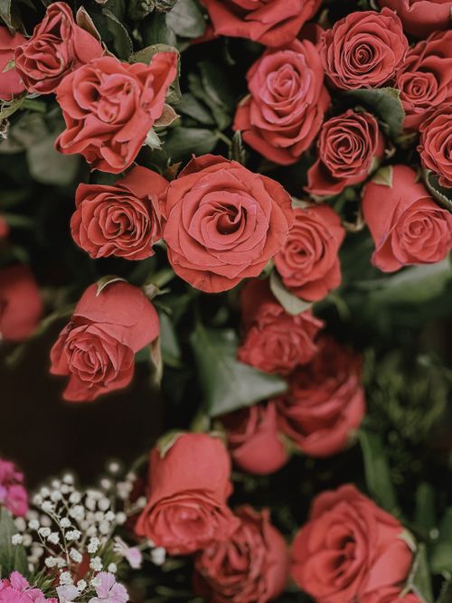 Free A beautiful display of red roses in a lush bouquet, perfect for decoration and celebrations. Stock Photo
