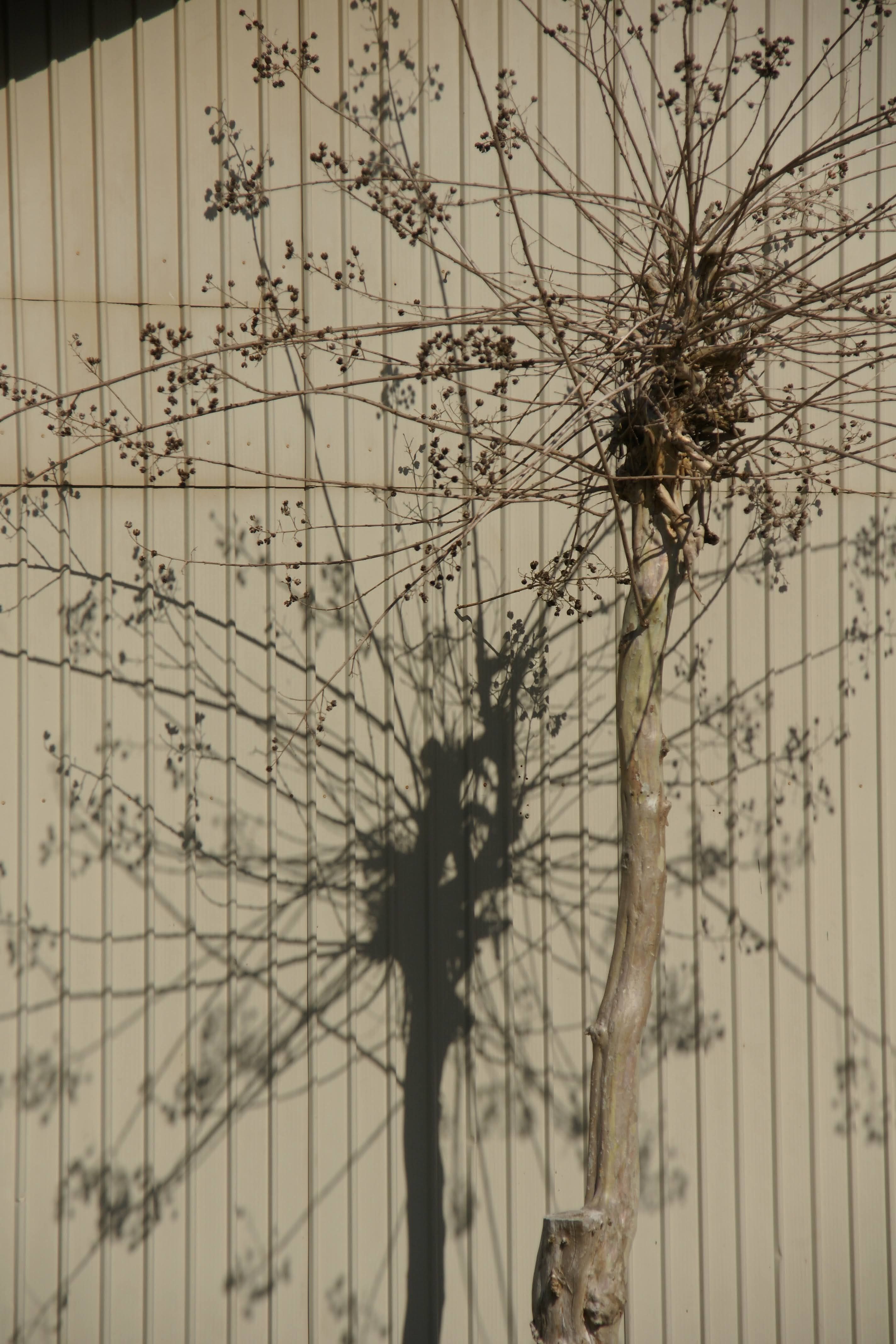 A Dry Tree Casting Shadow on a Wall · Free Stock Photo