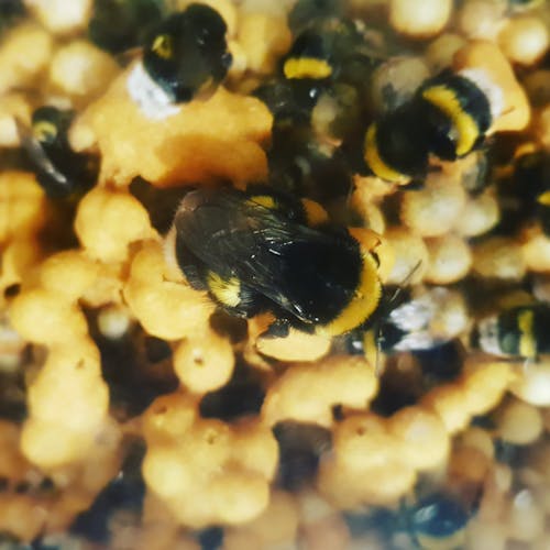 Foto profissional grátis de abelha, abelha da mãe, abelhas