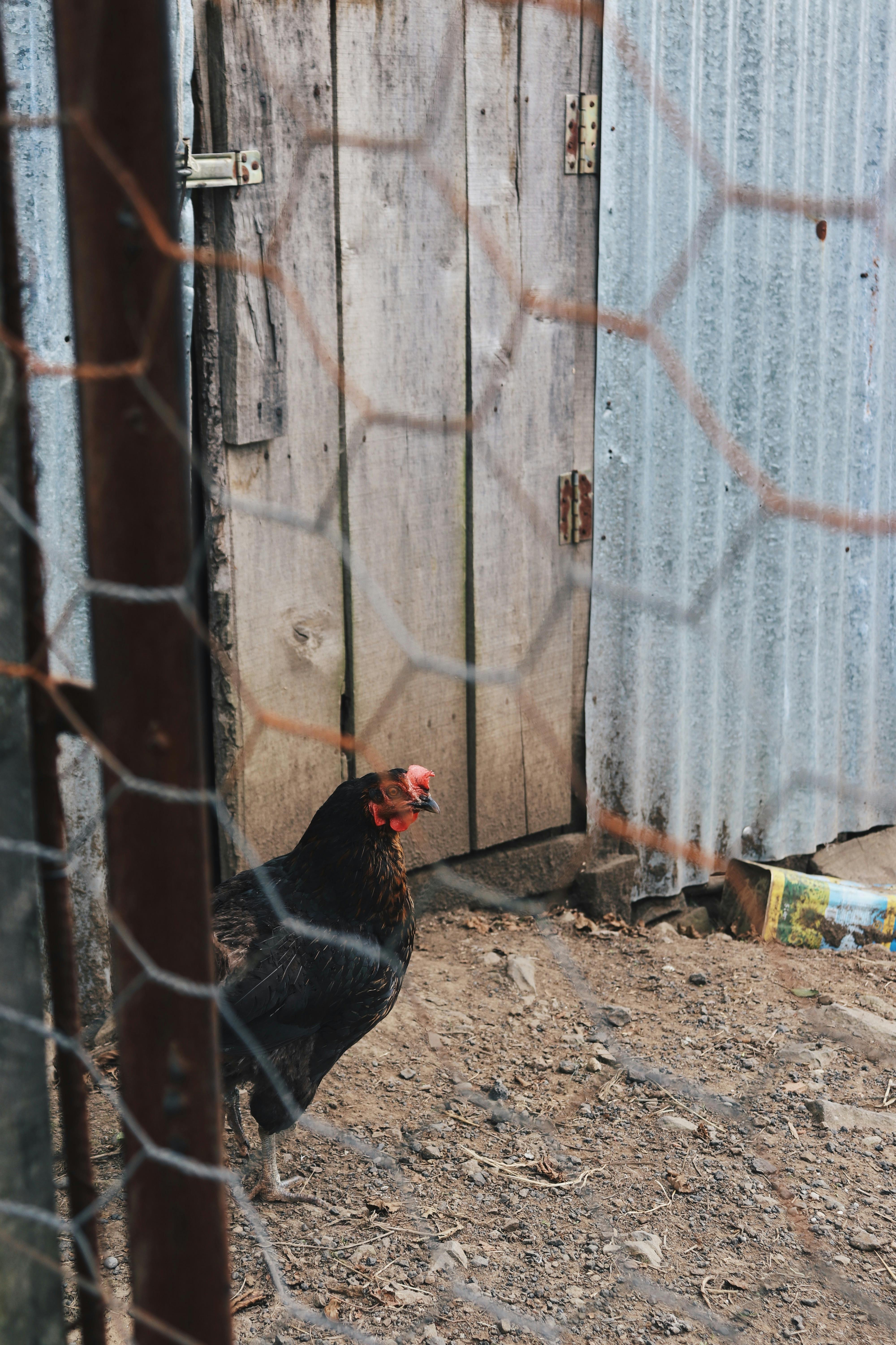 Hen near Chicken Coop · Free Stock Photo