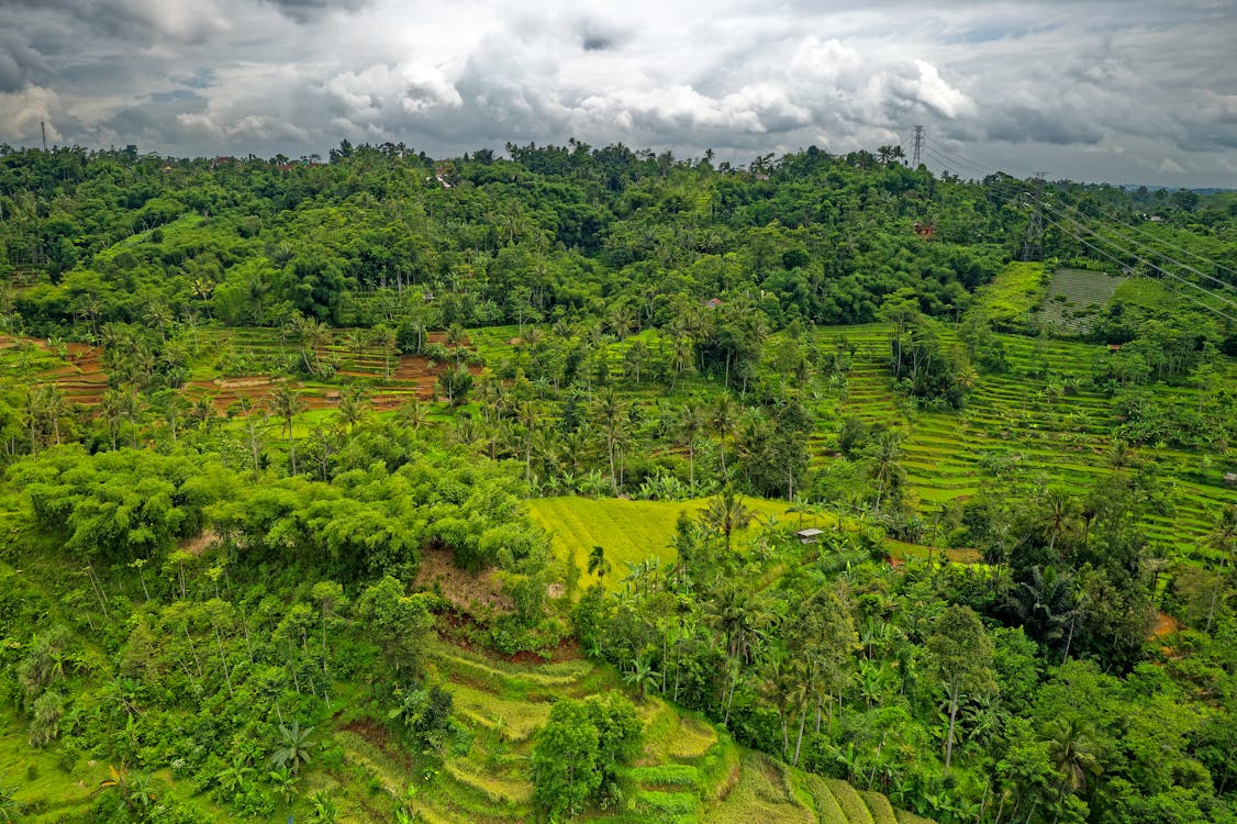 Základová fotografie zdarma na téma farma, hřiště, indonésie