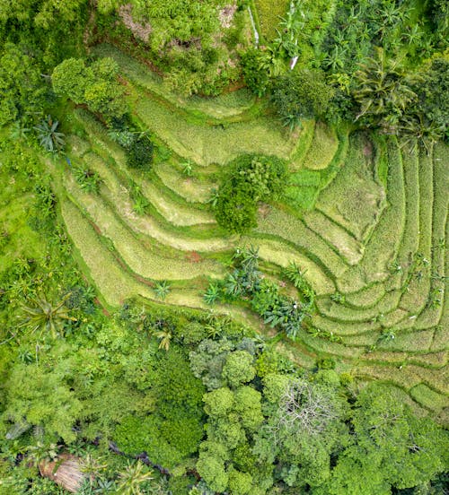 Foto d'estoc gratuïta de aeri, agricultura, arbres