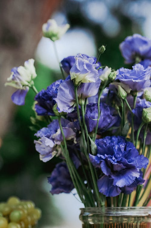 Gratis lagerfoto af blå nelliker, blomster, blomsterbuket