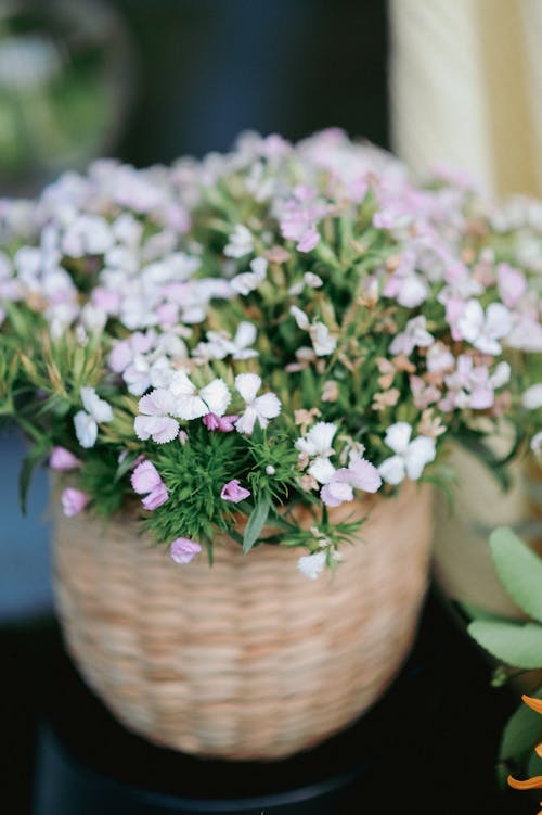 Kostnadsfri bild av anläggning, blommor, färsk