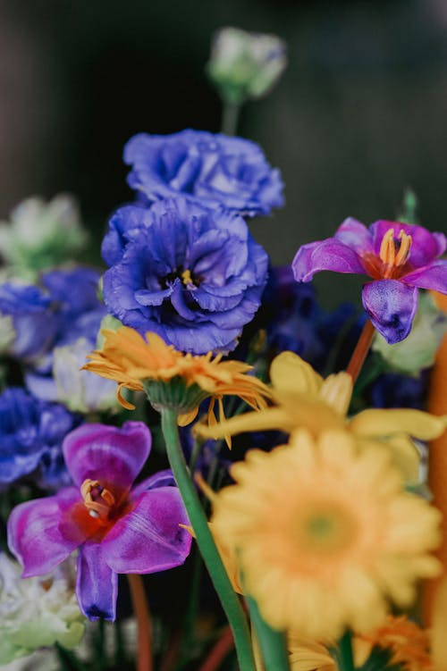 Close-up of a Bunch of Colorful Flowers