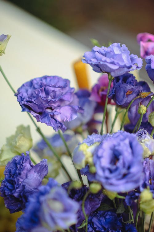 bereket, bitkiler, Çiçekler içeren Ücretsiz stok fotoğraf