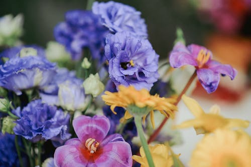 Close up of Colorful Flowers