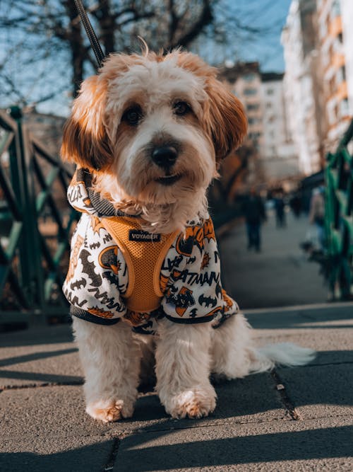 Adorable Whoodle Dog in Dogs Clothing on the Pavement in City 