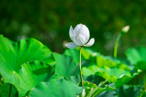 Close-up of a White Lotus 