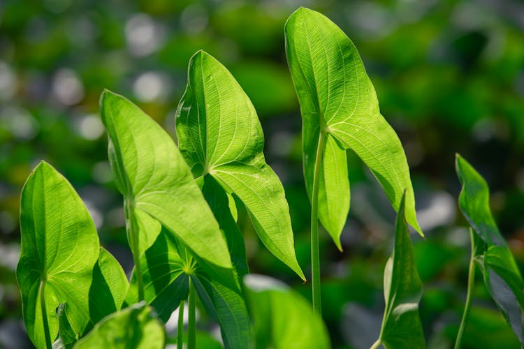 Close-up Of Arrowhead Plant Leaves 