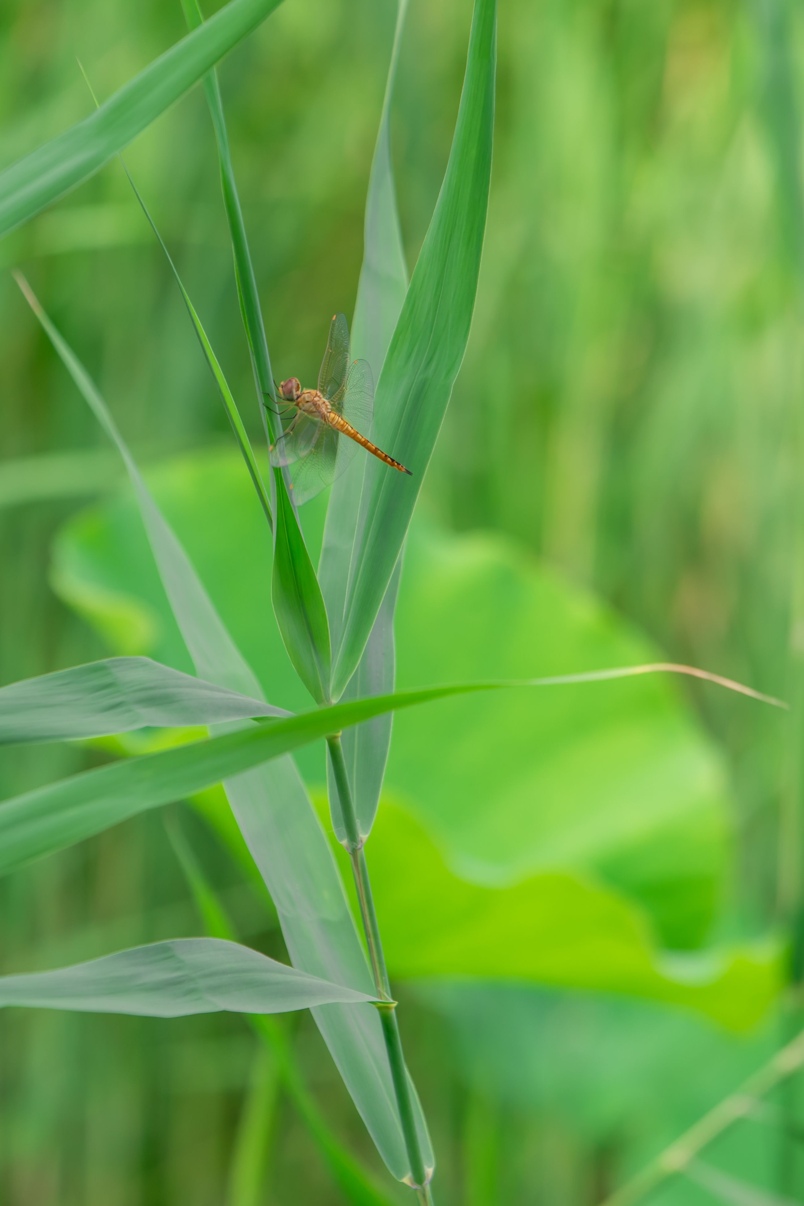 Close-up of a Dragonfly on a Blade of Grass · Free Stock Photo
