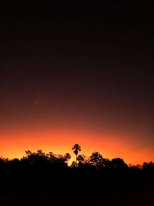 Foto profissional grátis de árvores, céu, iluminado por trás