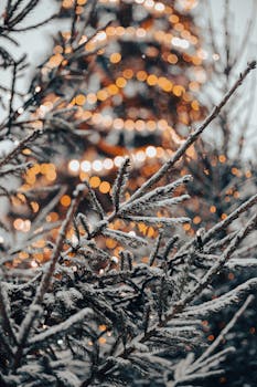 Snow-covered branches with a blurred, illuminated Christmas tree in the background.