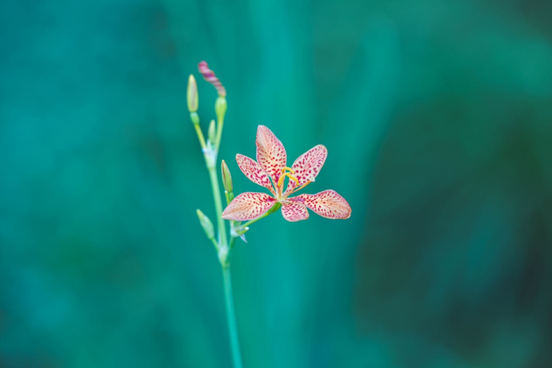 Close-up of a leopard lily flower with a natural blurred background.