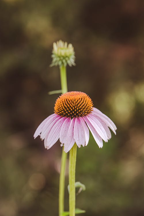 Close-up of a Pink Flower 