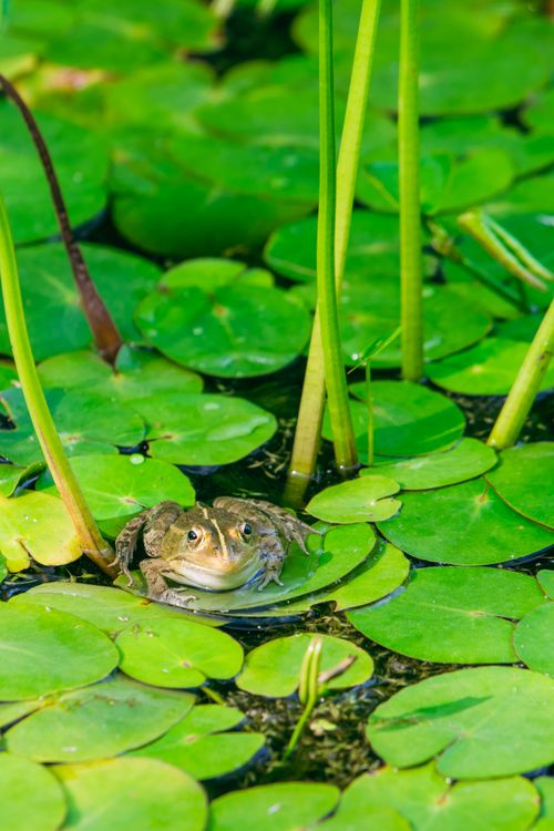 Free A frog rests on lotus leaves in a serene pond, showcasing wildlife in nature. Stock Photo