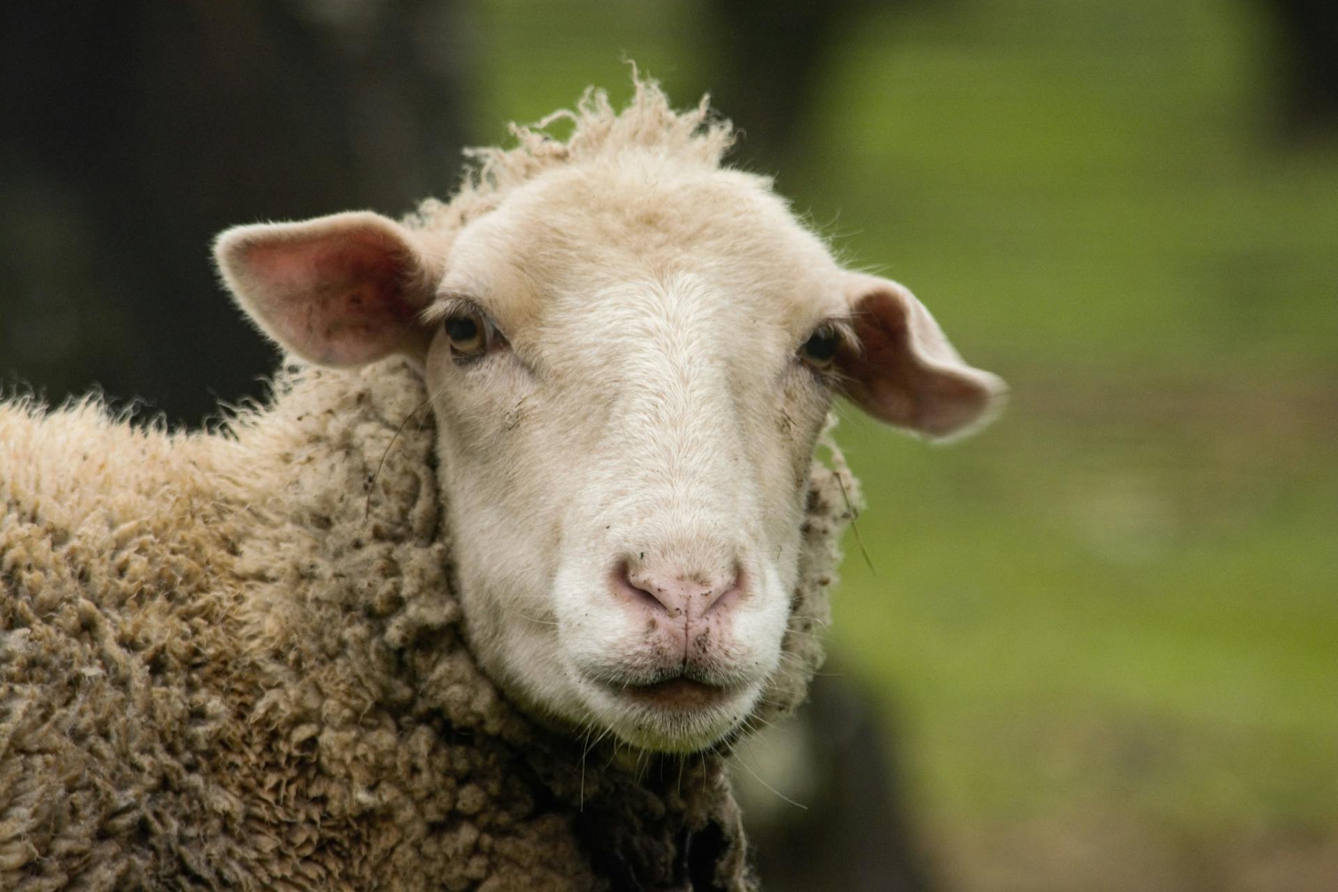 Portrait of a Sheep