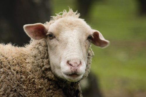 Free Close-up portrait of a Merino sheep in a rural outdoor setting with a green blurred background. Stock Photo