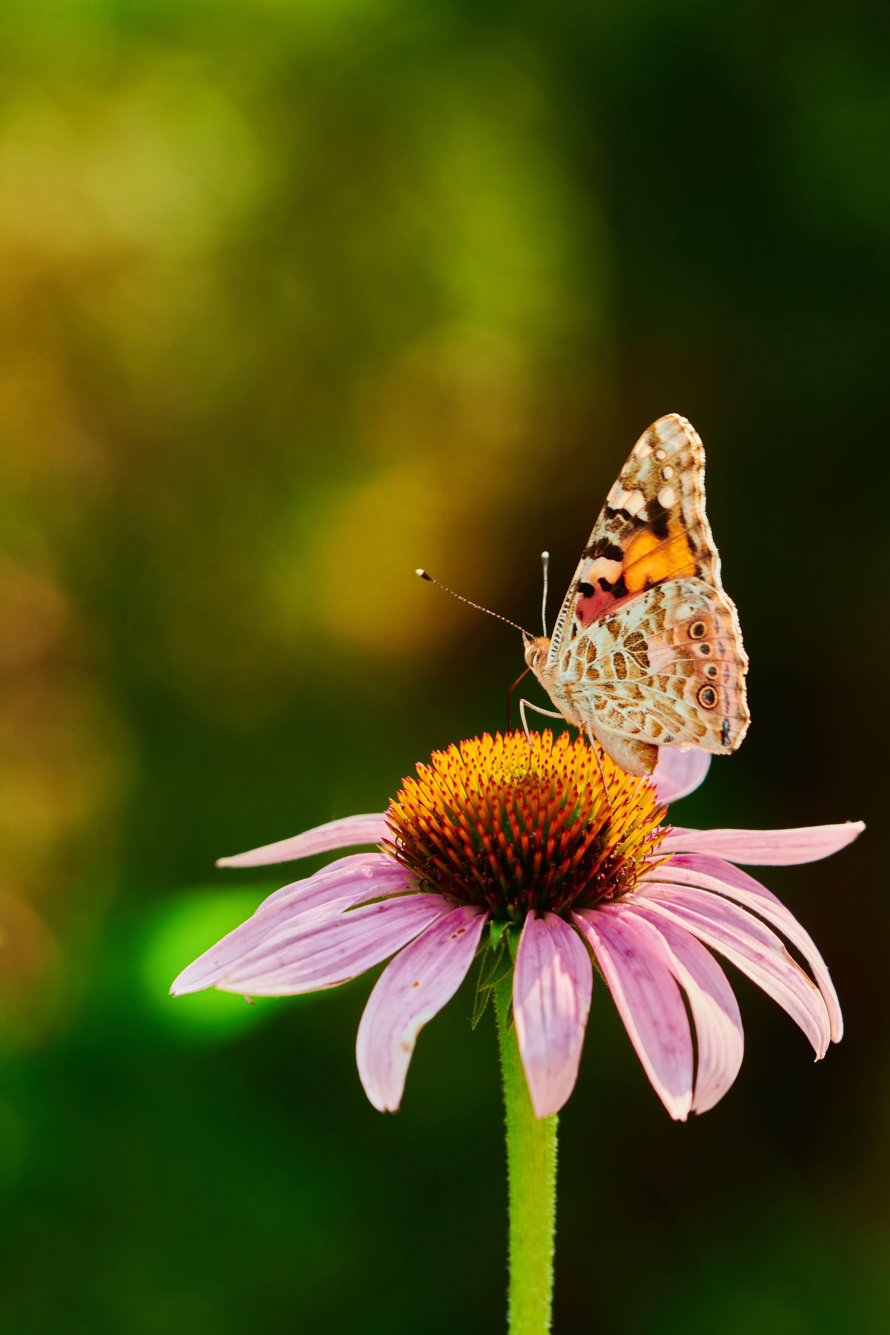 Vanessa Alessia Xxx Photos, Download The BEST Free Vanessa Alessia Xxx