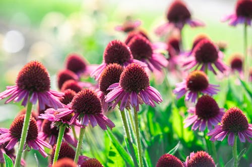 Close-up of Flowers 