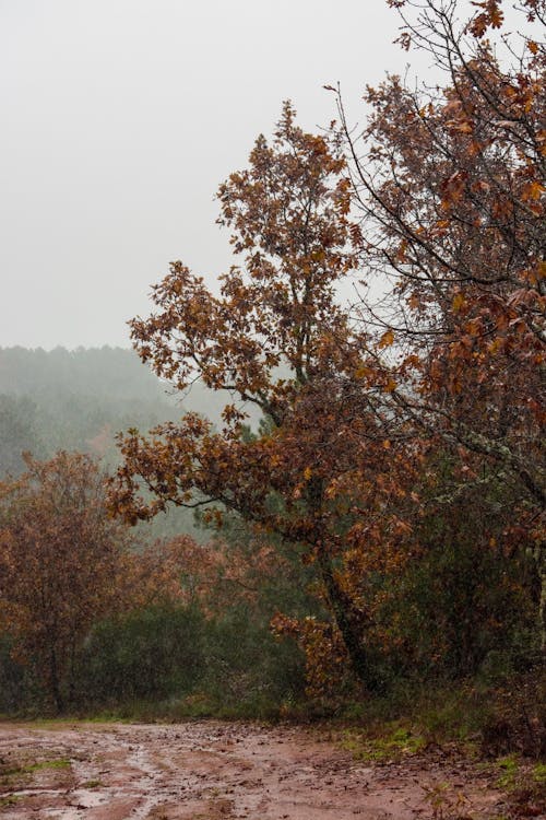 Gratis stockfoto met bomen, bruin, herfst