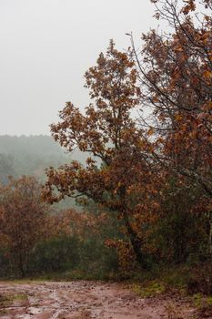 Misty autumn forest scene with trees and a muddy dirt road.