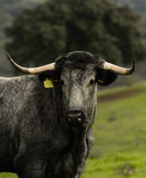 Close-up of a horned bull with ear tag in a lush green field under a tree.