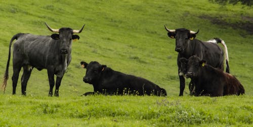 Close-up of Cows in the Pasture 