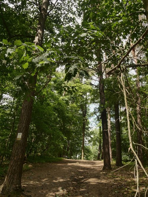 Free Peaceful forest footpath surrounded by sunlit trees and lush greenery. Stock Photo