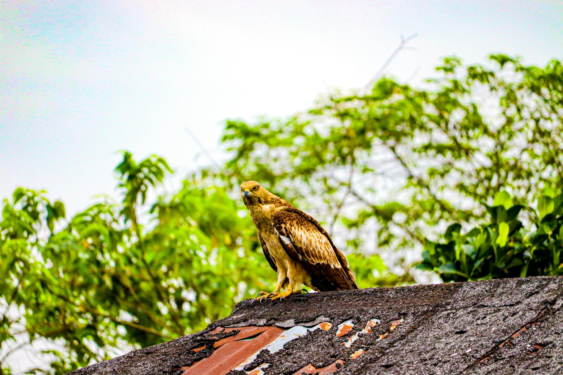 Golden eagle atop a rustic roof, set against vibrant greenery, showcasing wildlife in Kolkata, India.