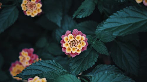 Tropical Flowers Among Leaves