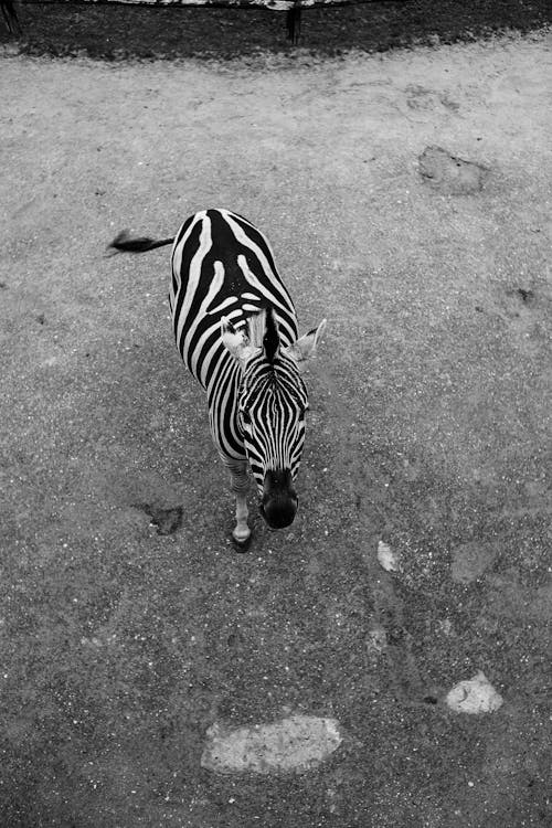 Photos gratuites de animal, faune, noir et blanc