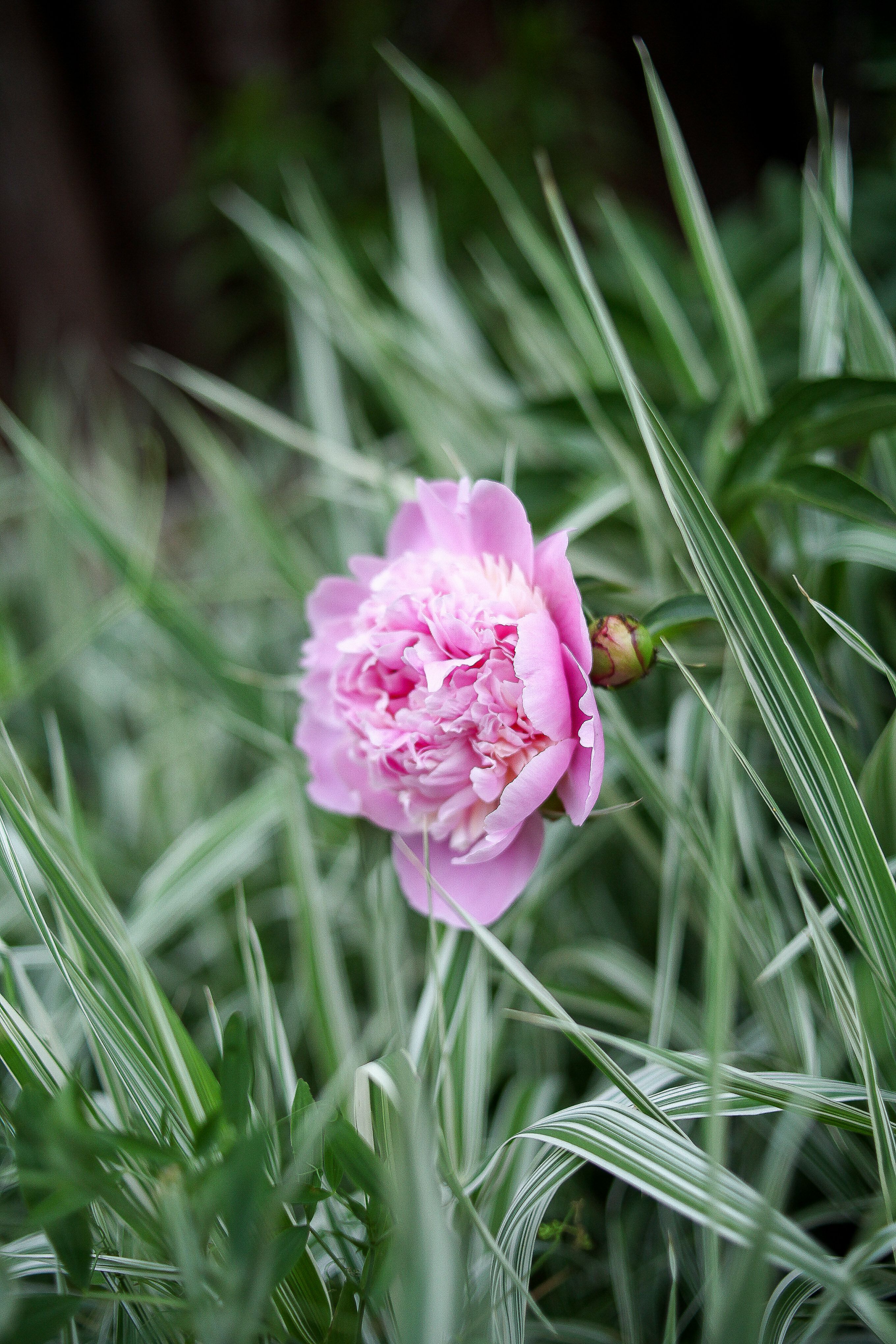 Pink Peony Flower in Garden · Free Stock Photo