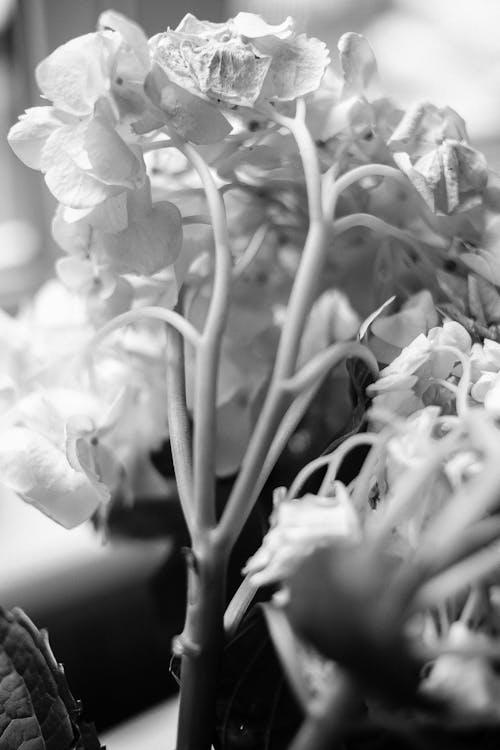 Black and White Shot of Flowers 