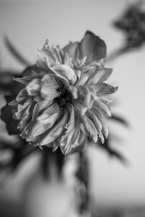 Black and White Shot of a Flower 