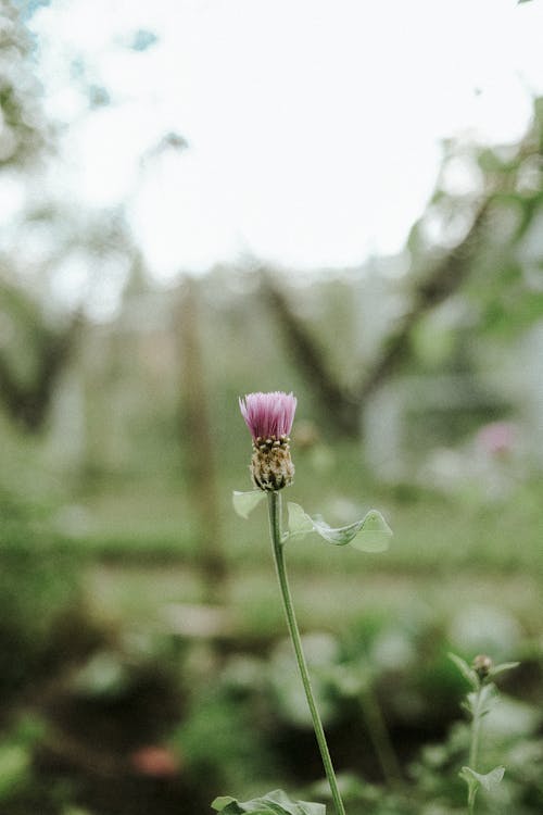 Gratis stockfoto met bloem, carduus, detailopname