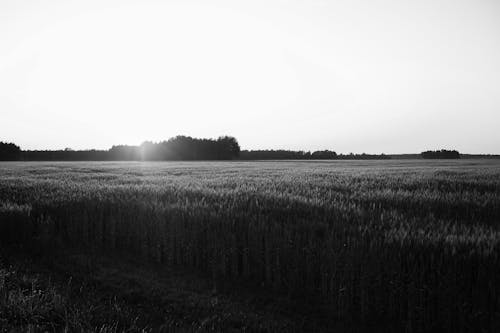 Imagine de stoc gratuită din agricultură, alb-negru, câmp