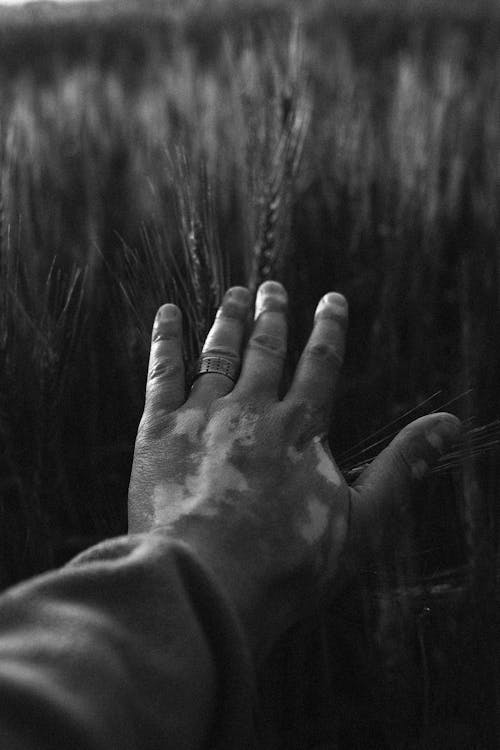 Black and White Photo of a Mans Hand Touching Crops