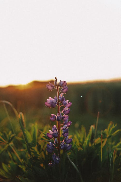 Бесплатное стоковое фото с вертикальный выстрел, весна, восход