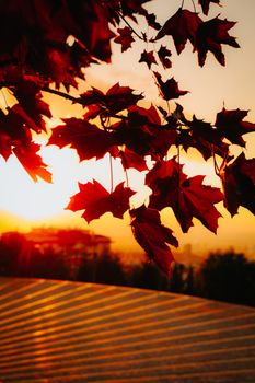 Dramatic silhouette of red maple leaves backlit by a vibrant sunset in Ankara, Türkiye