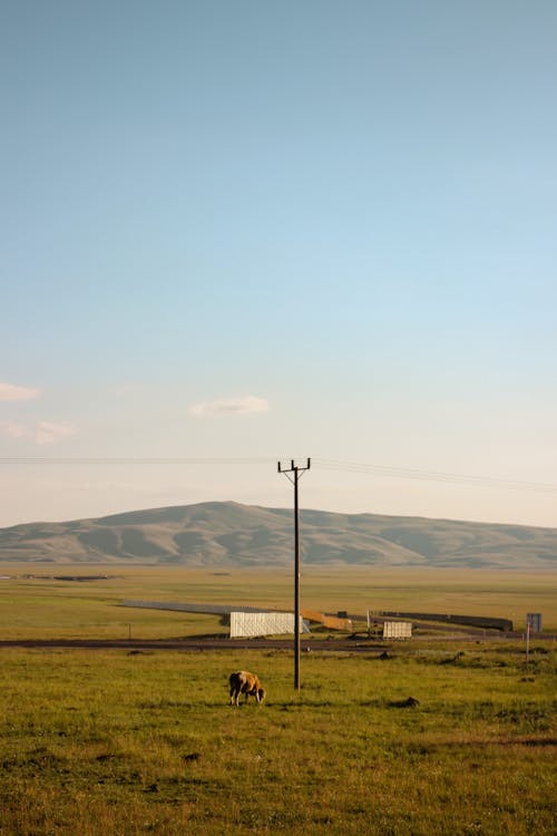 A Cow on a Pasture seen from a Distance 