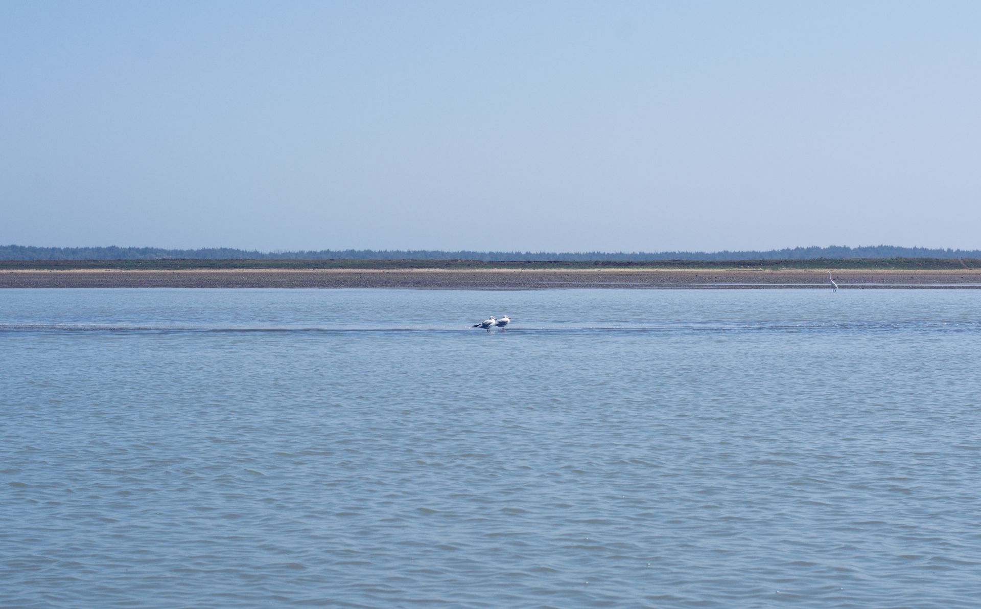 Empty coastal shoreline with birds in the distance